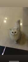https://images.plurk.com/47rZac9DjA2pQtncz3mqzp.png