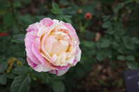 https://images.plurk.com/47wlVkSeAlCqbFNf1NidbF.jpg