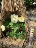 https://images.plurk.com/4804tNw9sscsjCMi3pR7UT.jpg
