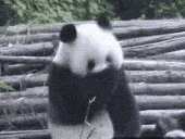 https://images.plurk.com/48JCpcgEkwZoCITpArROdP.gif