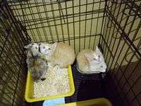 https://images.plurk.com/49bjbW2ioz24eoQSwnwofI.jpg