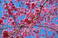 https://images.plurk.com/4AcVc4dJfyL77yMRk3Av8k.jpg