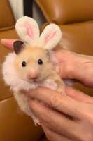 https://images.plurk.com/4AmyvHTujmM3NuA4oyR4CK.jpg
