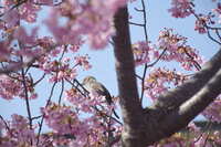 https://images.plurk.com/4CMcIn0r87olVRmpPLKjRY.jpg