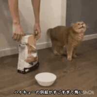 https://images.plurk.com/4D4gfkaKrSrfs7kvo2fb1N.gif