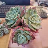 https://images.plurk.com/4DJpknSZtWoYxCOMoAR4Nb.jpg