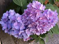 https://images.plurk.com/4ERIfE7D3KXuGlacccNTC9.jpg