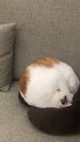 https://images.plurk.com/4FYiTrPSDXI7aUqkV68au.jpg