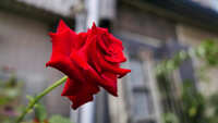 https://images.plurk.com/4FwQ5xjHjvTkRKx1dsmIKN.jpg