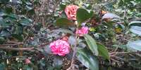 https://images.plurk.com/4GCz108ynrCqYQ4bM8mnd.jpg