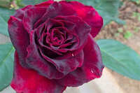 https://images.plurk.com/4GVi6KQNfbCRD98fdu7s51.jpg