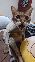 https://images.plurk.com/4Gp4cRUnKGcKLk4QnFKgKf.jpg