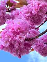 https://images.plurk.com/4I6KcHYxAe3wSTZOv9M01r.jpg