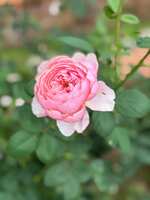 https://images.plurk.com/4Imr9vBFaDXPYHDRIbgPAD.jpg
