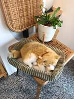 https://images.plurk.com/4IqaybbiR4m8fVXWbc0pkQ.jpg