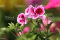 https://images.plurk.com/4Izt4FH6PJC3jqrDCNSA2y.png