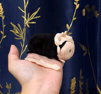https://images.plurk.com/4JQvlnR35yYVqJ5phuQEFf.jpg