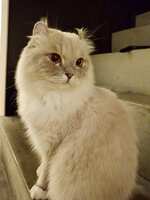 https://images.plurk.com/4JgXYK2YWCNKJkqqCwi5Cv.jpg