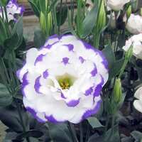 https://images.plurk.com/4JysWoXkkibPGUuQWvlX7N.jpg