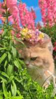 https://images.plurk.com/4KmEnB6frVArviUum7CUyv.gif