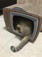 https://images.plurk.com/4Kq99XATIguEAFnkbah7F9.jpg
