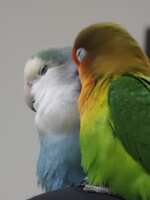 https://images.plurk.com/4Lp3VaZXF5dYX4r1lRKka6.jpg