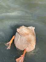 https://images.plurk.com/4LsqJ5r00ZhyJEZ688bOcE.jpg