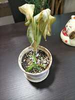 https://images.plurk.com/4M53VkT1XhNu5Alg3ynUtQ.jpg