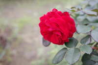 https://images.plurk.com/4MTklFD5RCreoWVb8Jn2n.jpg