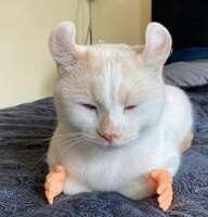 https://images.plurk.com/4Mq1ZqAvwye6V13UpyxVDb.jpg
