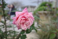 https://images.plurk.com/4NP2ZLgMqr02OSDKWmnrX.jpg