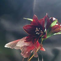 https://images.plurk.com/4O5fPlYuWcCpPFMmqSGOdy.jpg