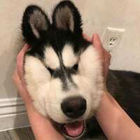 https://images.plurk.com/4OjoN0HWxnwOlnM4LDYof8.png