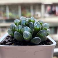 https://images.plurk.com/4QWAXidnEiWatddoRUT4DF.jpg