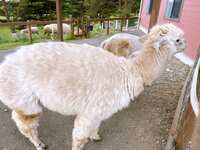 https://images.plurk.com/4Qk5GPCLS88wogJVIXgKKL.jpg