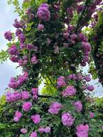https://images.plurk.com/4QzzF1QvWjrGzmnYhlsH2w.jpg