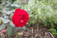 https://images.plurk.com/4RhvQ51RllIlZo7QAMTuaE.jpg