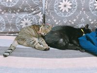 https://images.plurk.com/4S4RGey4zTdsh23NborqK0.jpg