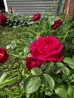 https://images.plurk.com/4SN0FsL3pdmJKQ3MnL5b0P.jpg