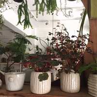 https://images.plurk.com/4TNqms8tBuy72kMyrQBEy8.jpg