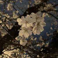 https://images.plurk.com/4ULgCYTCkT9UkZ0WDmdR9m.jpg