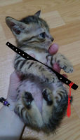 https://images.plurk.com/4UieCC9UXOh5yKyrV1wdso.jpg