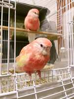https://images.plurk.com/4VITcNP9wzVSWmmmue4lsf.jpg