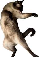 https://images.plurk.com/4W1eaUk31IblDnnzSTBTZH.jpg