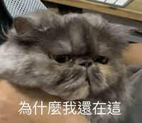 https://images.plurk.com/4W2xBXd1EbLOg2prFuOvO2.jpg