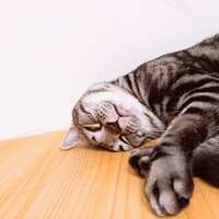 https://images.plurk.com/4WXrhXdmyg74Qy6I9TNRLy.jpg