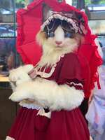 https://images.plurk.com/4XGS2J91oTEC00VCBqhj6U.jpg