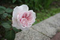https://images.plurk.com/4Xnp5cQuAAf9OS54ySbT2c.jpg