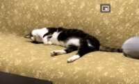 https://images.plurk.com/4XzWo5suTuOIJxedaxqn6w.gif