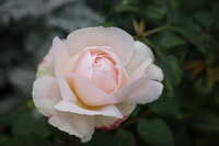 https://images.plurk.com/4YmCFYd5jnE4AN3jT6AQxP.jpg